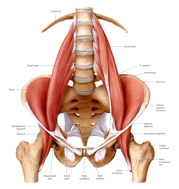 8. psoas